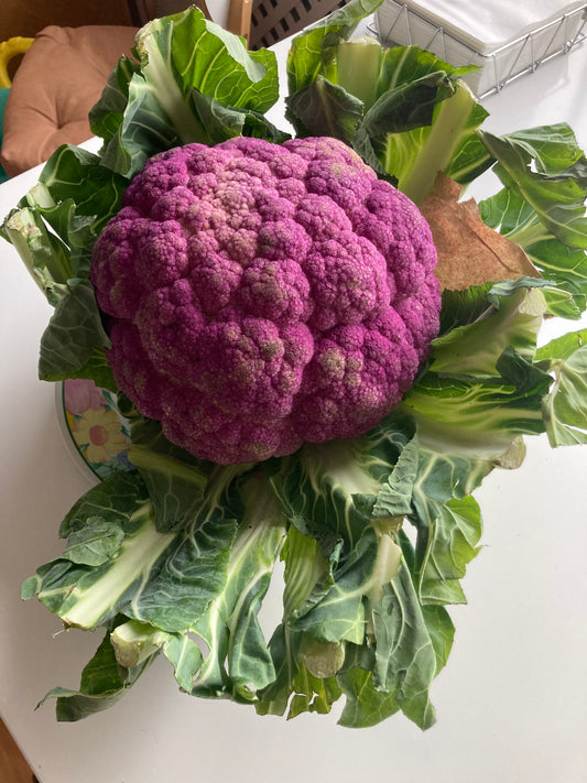 Sicilian Purple Cauliflower (ca.2-2,5 kg)