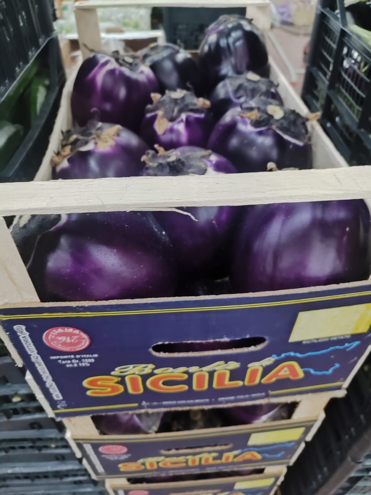 Purple Eggplants (Tunisine) 1 kg
