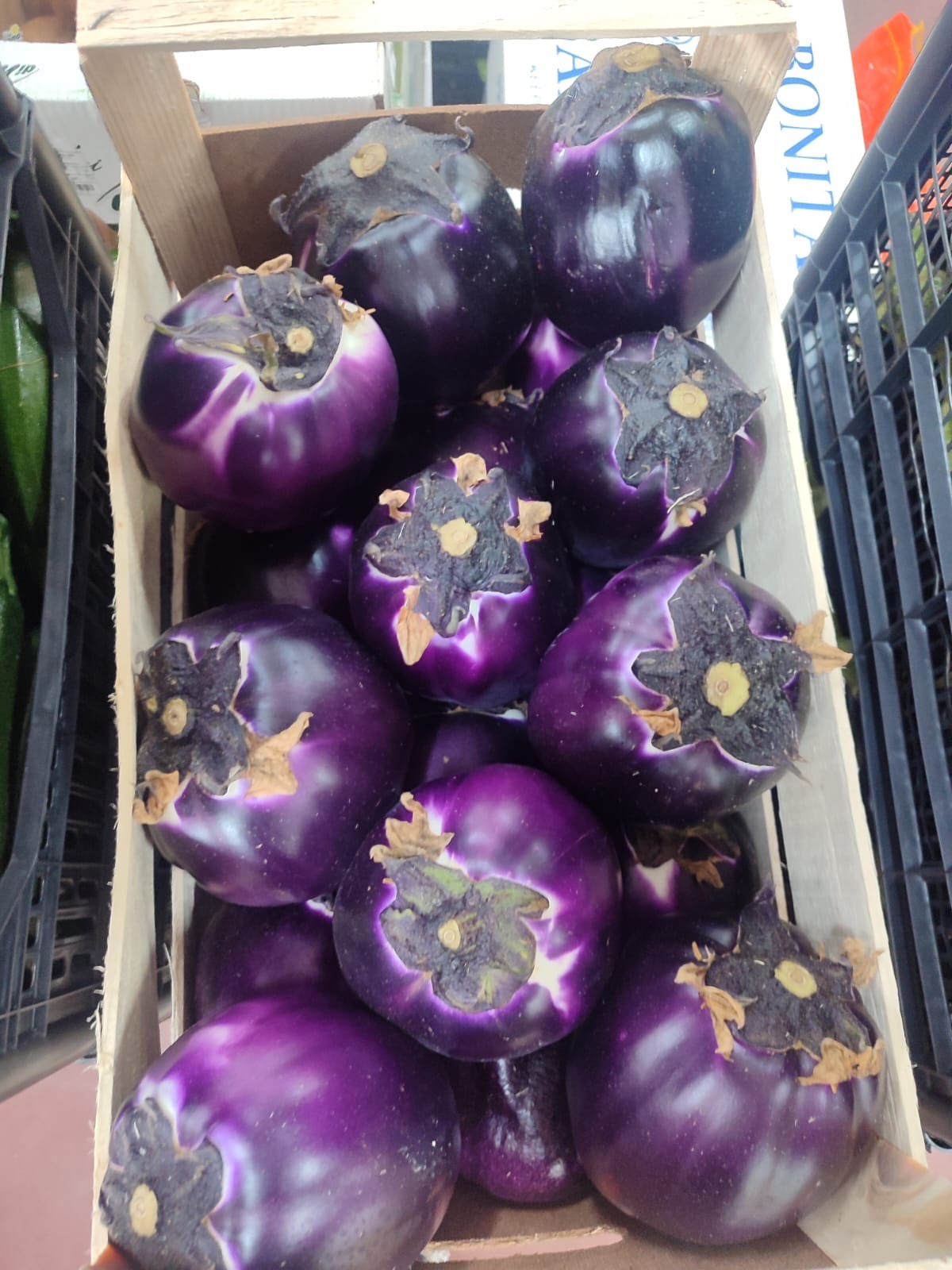 Purple Eggplants (Tunisine) 1 kg
