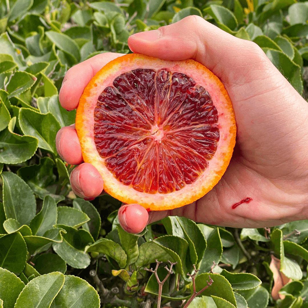 Sicilian oranges "Moro Blood"
