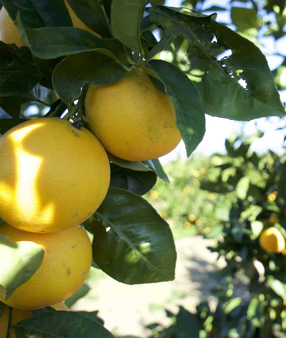 Sicilian Freshness mix box