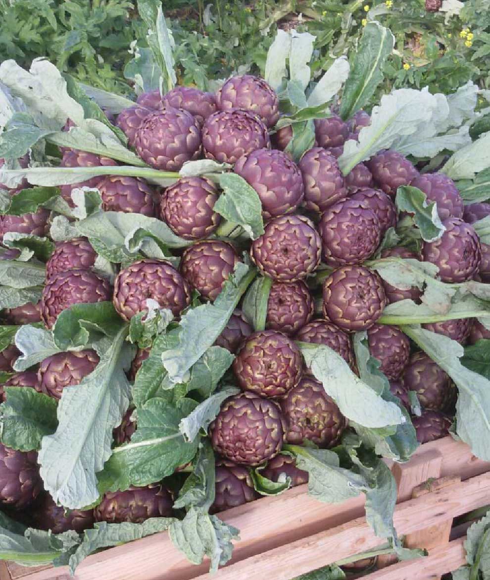 Sicilian Freshness mix box