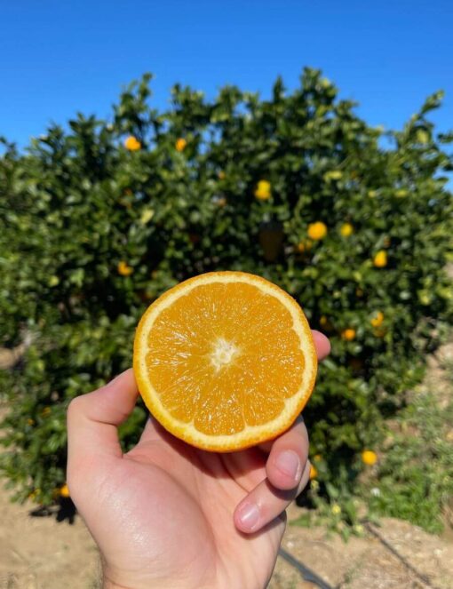 Sicilian Oranges "Navel" medium size