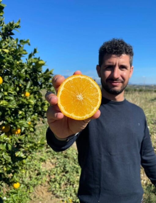 Sicilianske "Navel" appelsiner mellem størrelse