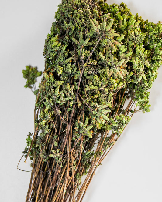 Fresh Origano (in branches)