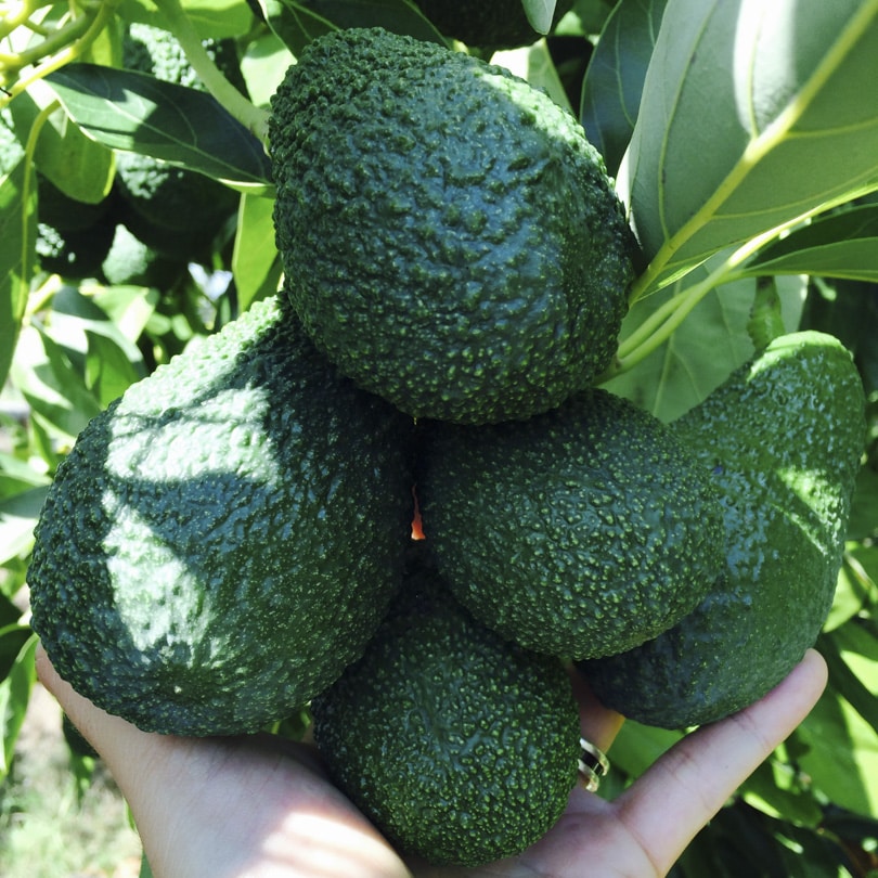 Avocado