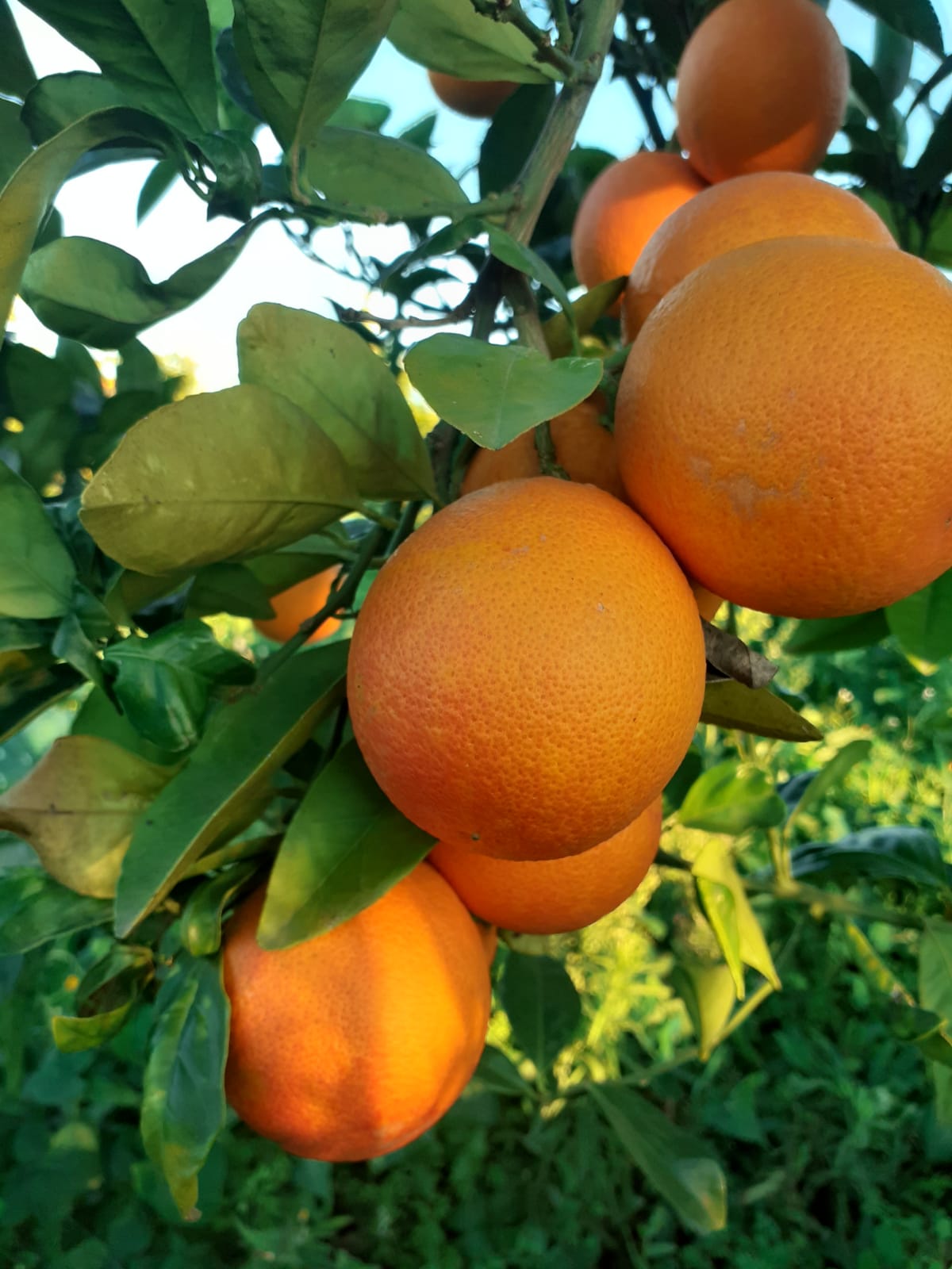 Sicilian oranges "Tarocco"