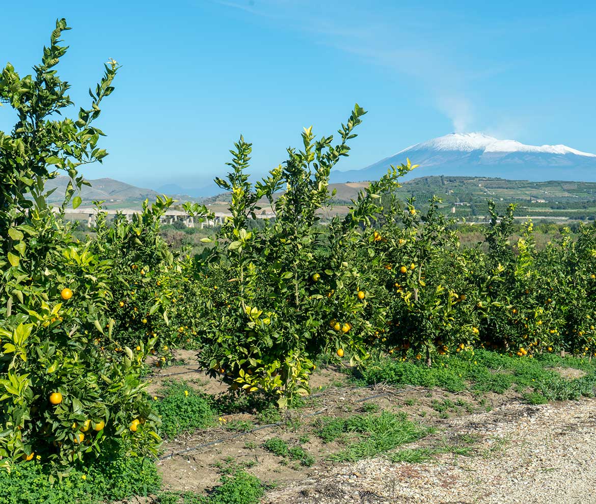 Organic Citrus Fruits and Vegetables