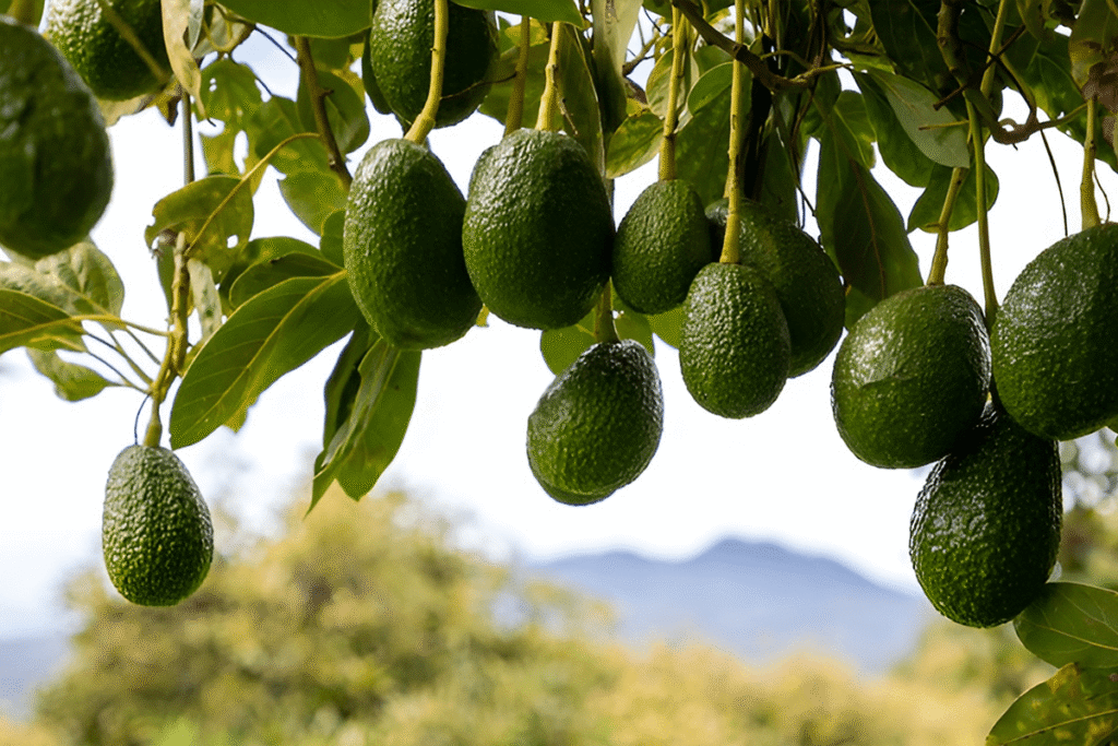 Avocado (16 kg)