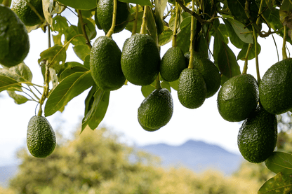 Avocado (16 kg)