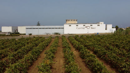 Liburna – Pinot Grigio Lucido IGP