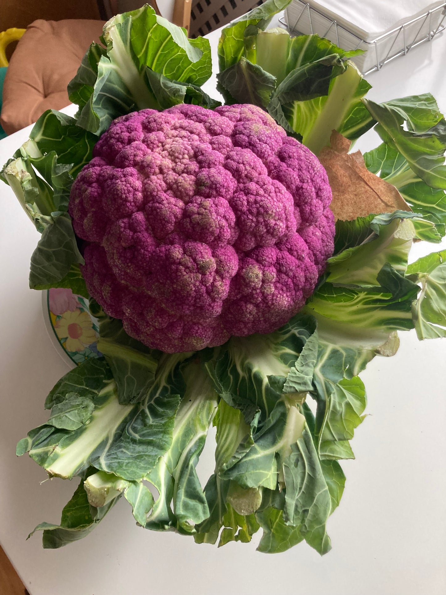 SIciliansk Lilla Blomkål (ca. 2-2,5 kg)