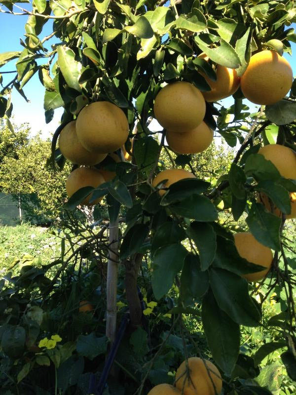 Sicilian Yellow Grapefruit