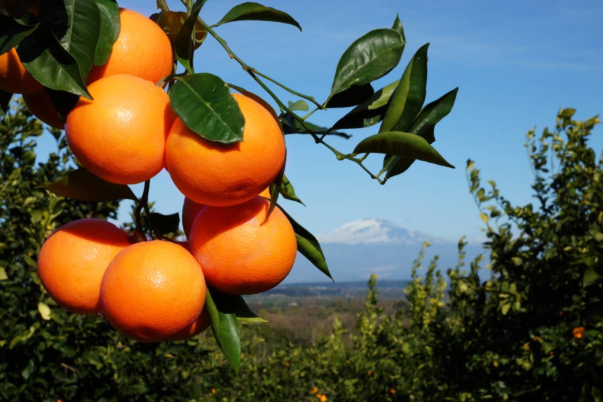 Sicilianske "Tarocco" appelsiner