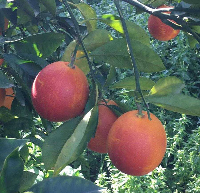 Sicilianske "Rød guld Tarocco" appelsiner (for juice)