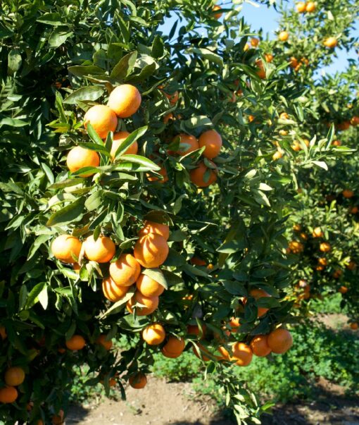 Sicilian Oranges "Tarocco"