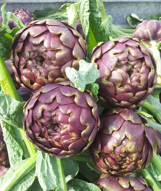 Sicilian Fresh Mammola Artichokes