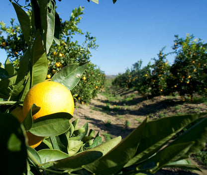 Sicilian Lemons (1kg)