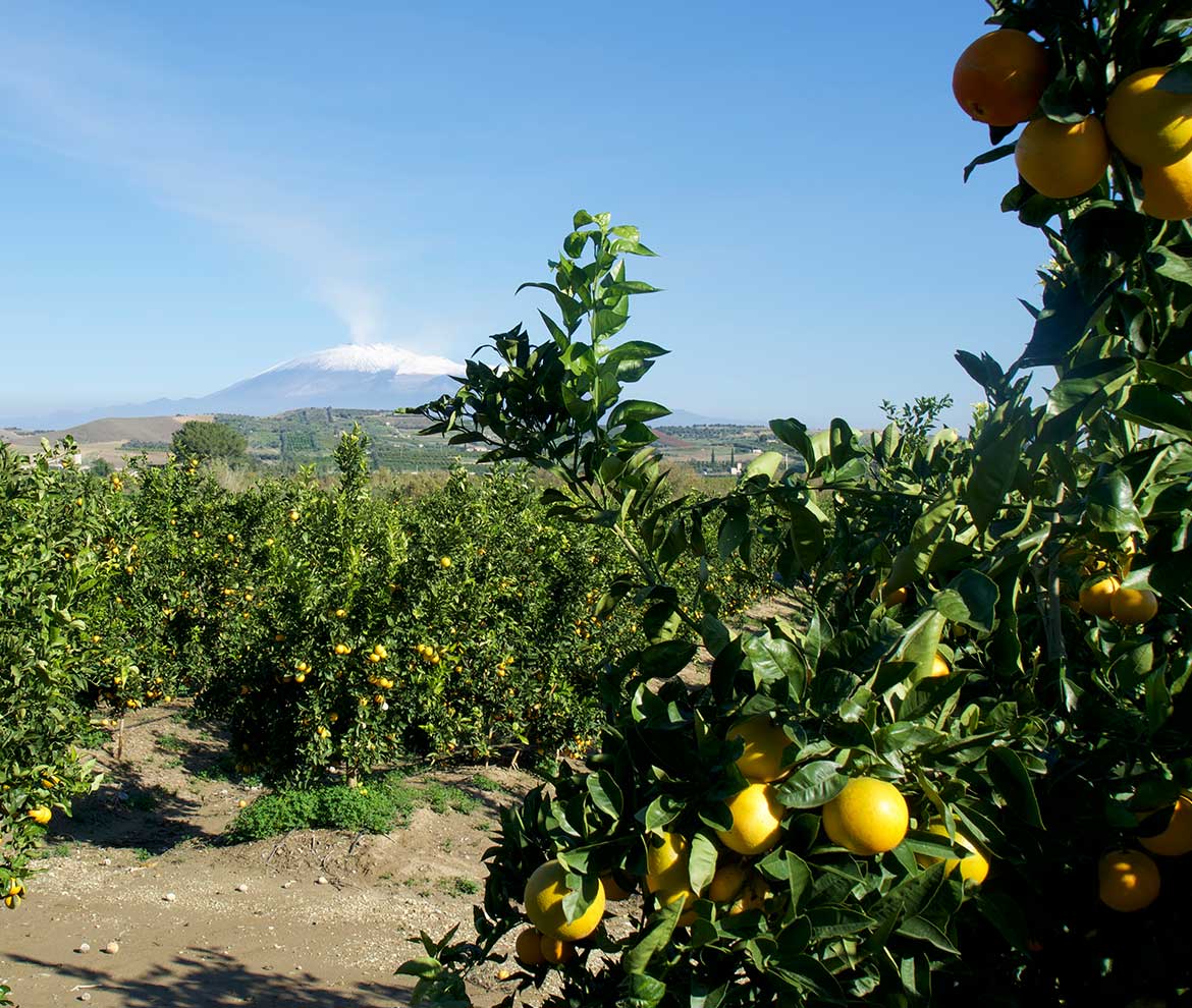 Sicilian Lemons (1kg)