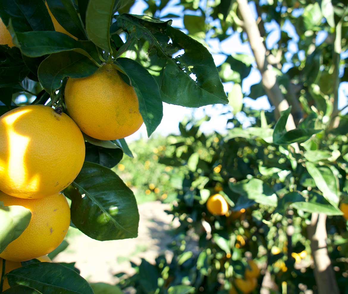 Sicilian Lemons (1kg)