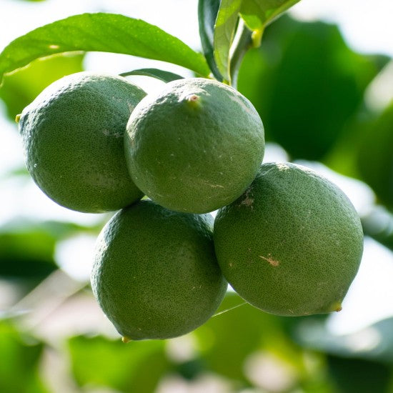 Sicilianske økø citroner (16 kg)