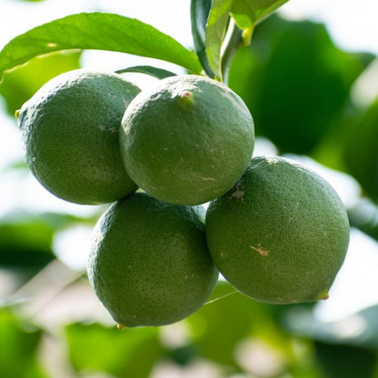 Sicilianske økø citroner (16 kg)