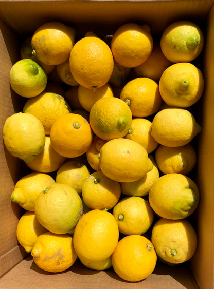 Sicilian Lemons