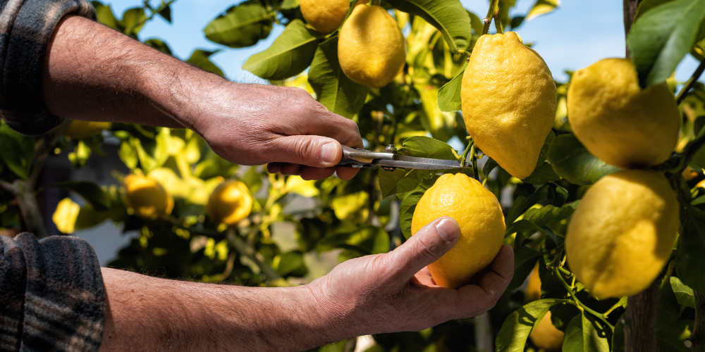 Sicilian Lemons