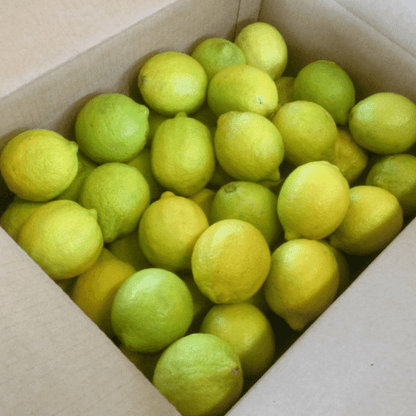 Sicilianske økø citroner (16 kg)