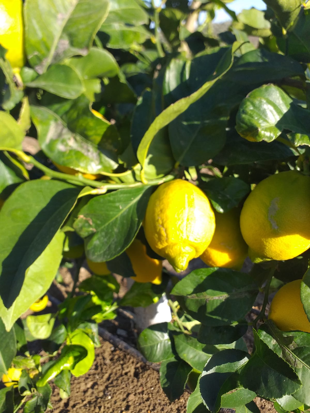 Sicilian Lemons