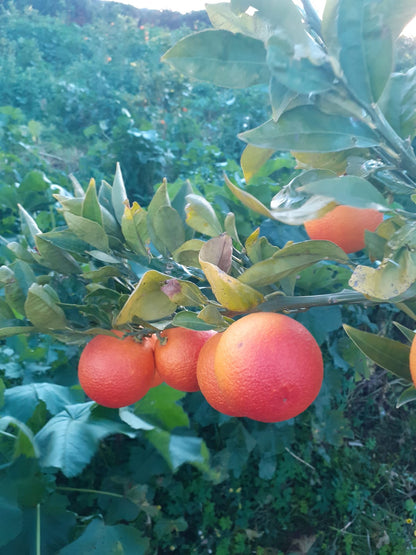 Sicilianske "Tarocco" appelsiner