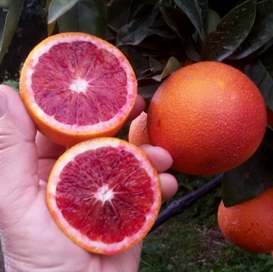 Sicilian oranges "Moro Blood"