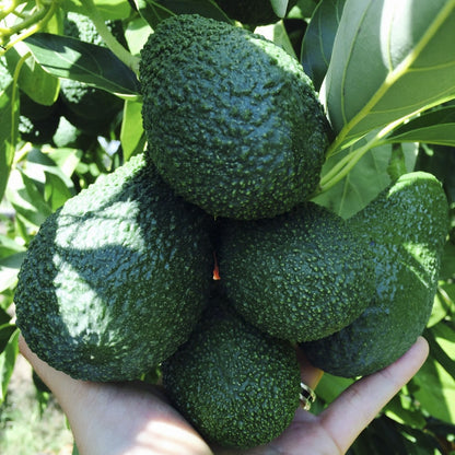 Avocado  (1kg)