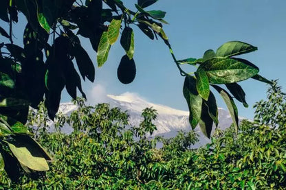 Avocado (16 kg)